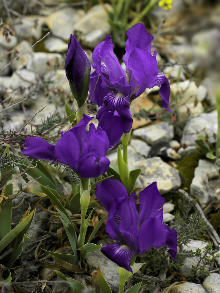 Crimean iris