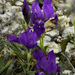 Crimean Iris - Photo (c) bathyporeia, some rights reserved (CC BY-NC-ND)