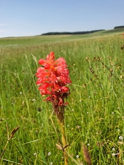 Satyrium hallackii ocellatum