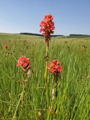 Satyrium hallackii ocellatum