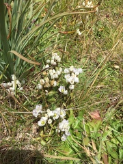 Gentianella patula