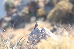 Muscisaxicola rufivertex