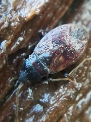 Drymus brunneus