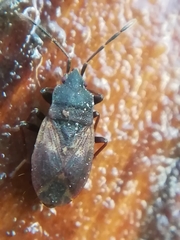 Drymus brunneus