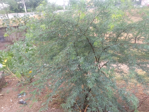 Jurema (Mimosa tenuiflora)