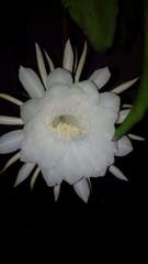 Epiphyllum oxypetalum