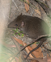 Antechinus stuartii