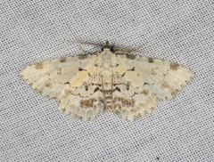 Sandava scitisignata