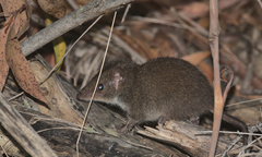 Antechinus stuartii