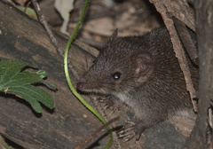 Antechinus stuartii