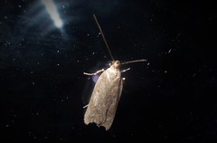 Phaeosaces apocrypta