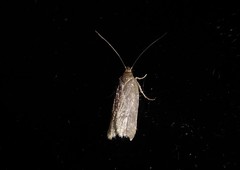 Phaeosaces apocrypta