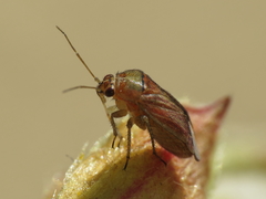 Pachyxyphus