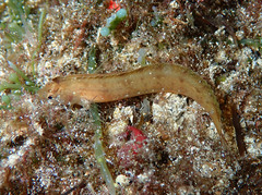 Clinitrachus argentatus