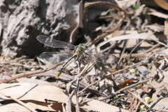 Austrogomphus australis