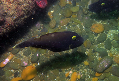 Eubalichthys bucephalus