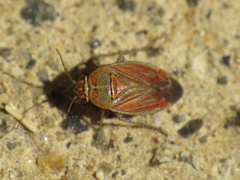 Pachyxyphus
