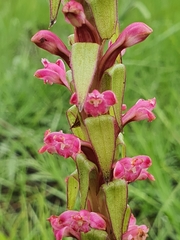 Satyrium neglectum
