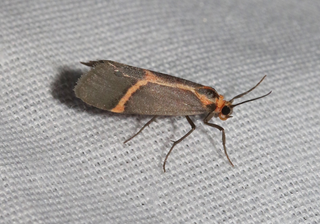Rosy Lichen Moth