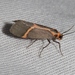 Rosy Lichen Moth - Photo (c) James Bailey, some rights reserved (CC BY-NC), uploaded by James Bailey