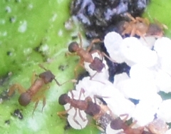 Cyphomyrmex