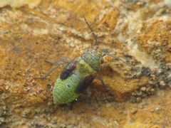 Pachyxyphus