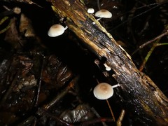 Mycena chlorophos