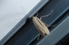 Orocrambus ramosellus