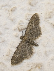 Eupithecia vulgata