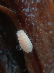 Monobella grassei