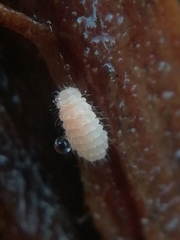 Monobella grassei