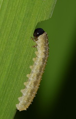 Rhadinoceraea micans