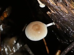 Mycena chlorophos