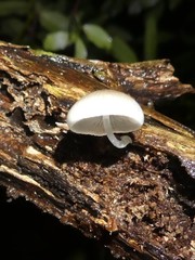 Mycena chlorophos