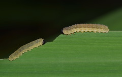 Rhadinoceraea micans