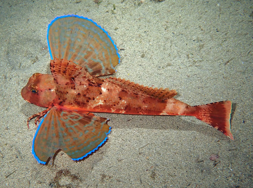 Streaked Gurnard