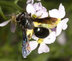Andrena agilissima