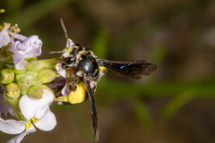 Andrena agilissima