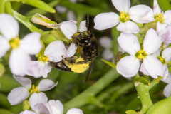 Andrena agilissima