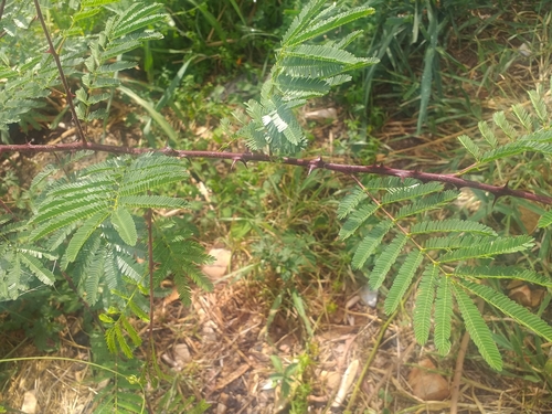 Jurema (Mimosa tenuiflora)