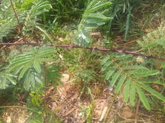 Mimosa tenuiflora
