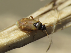 Plesiodema pinetella