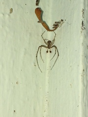 Mimetidae