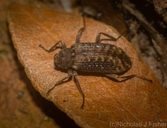 Strongylium fuscovestitum