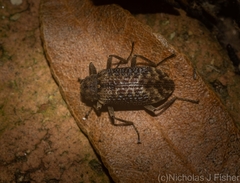 Strongylium fuscovestitum