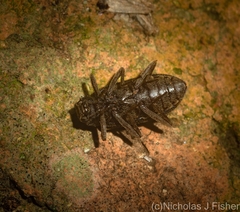 Strongylium fuscovestitum