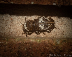 Dendropemon albopictus