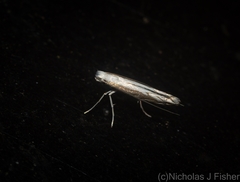 Epicephala acrobaphes