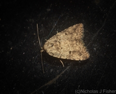 Tolpia conscitulana