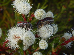 Berzelia intermedia